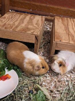 Rescue Abyssinian and Short Haired Guinea Pigs for Adoption in Wellington, Colorado - Nugget And Shaggy | PetCurious